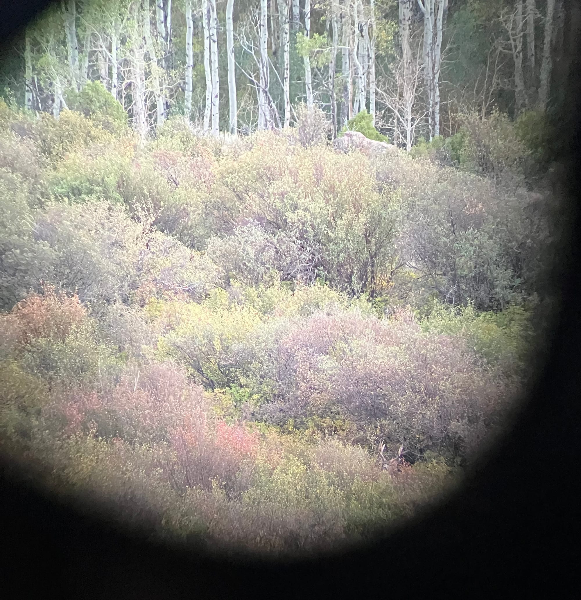 September Mule Deer in the high country