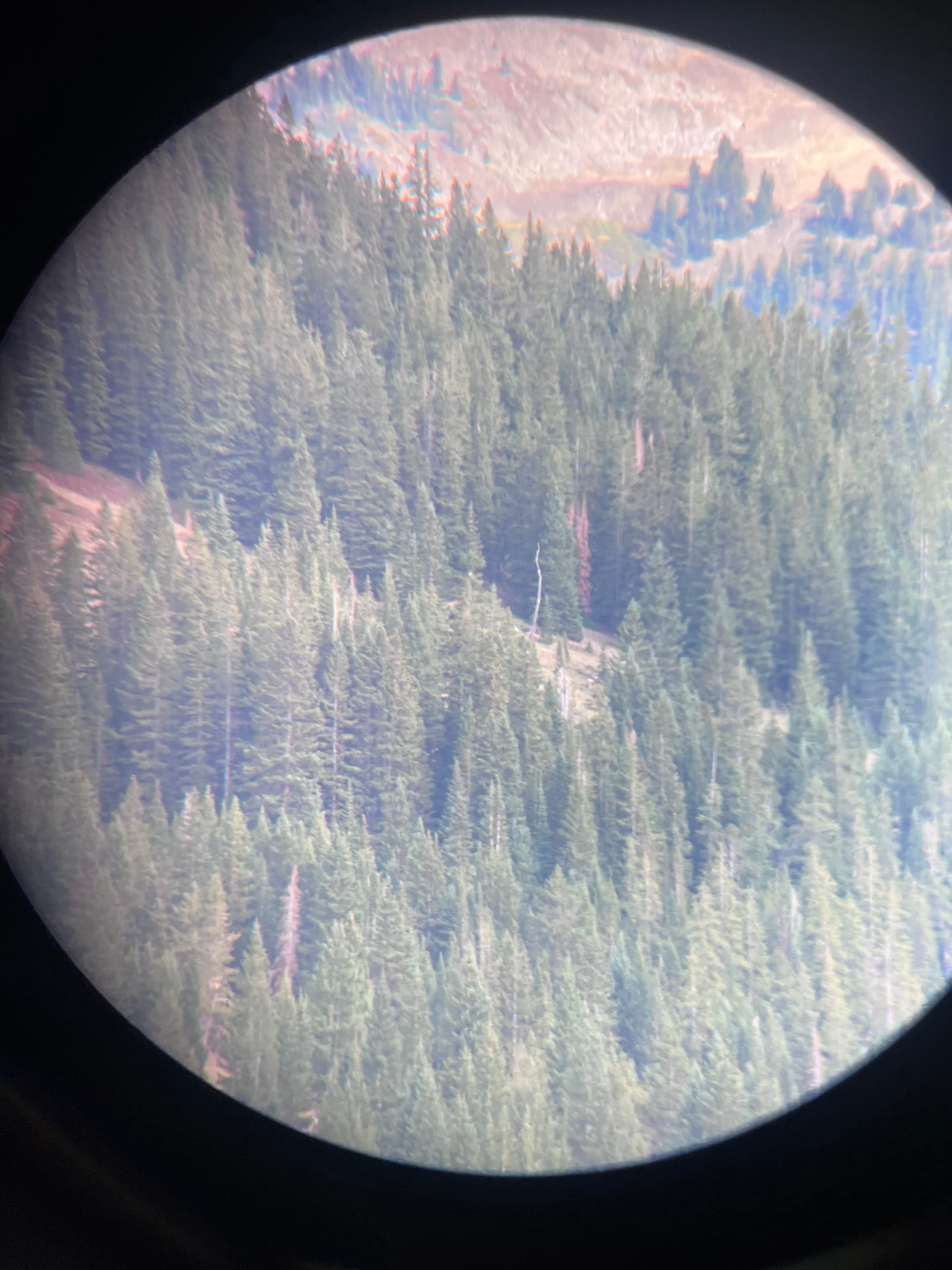 Mule Deer at 11,500