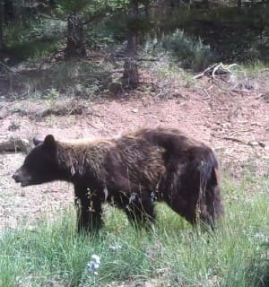 A black bear foraging