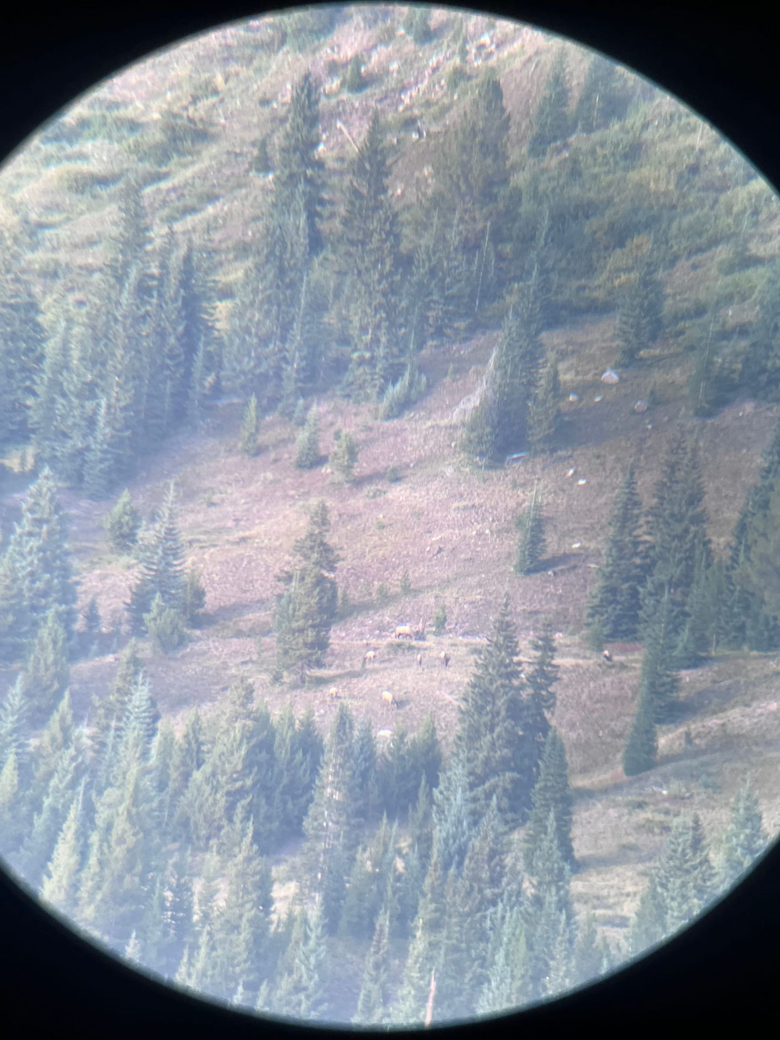 Pre-Rut Elk at 11,200 feet