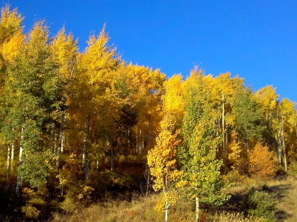 Aspens and Elk