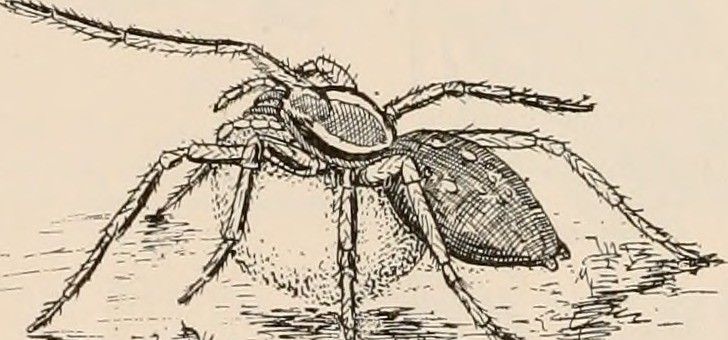 A Sinister Brood of Web Crawlers is Hatching