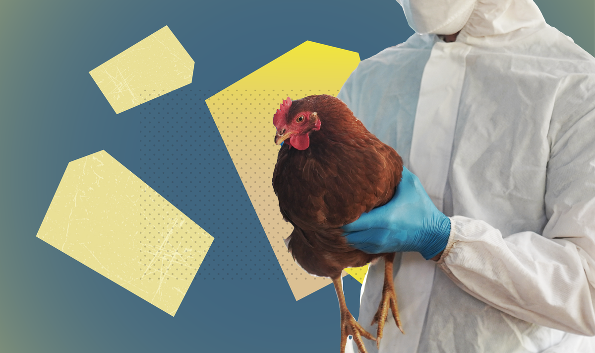 The public has unanswered questions about bird flu. Some are asking AI.