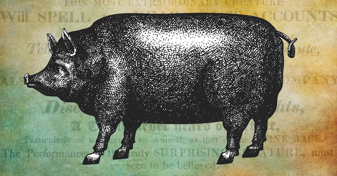 Charlie Winn’s Educated Pig