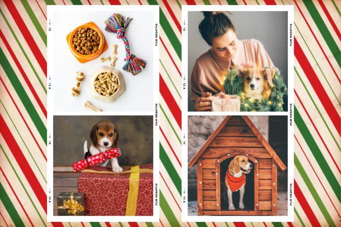 21 Great Gifts For Your Dog