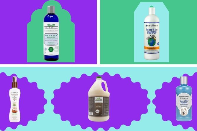 10 Best Shampoo For Dogs for a Healthy, Shiny Coat