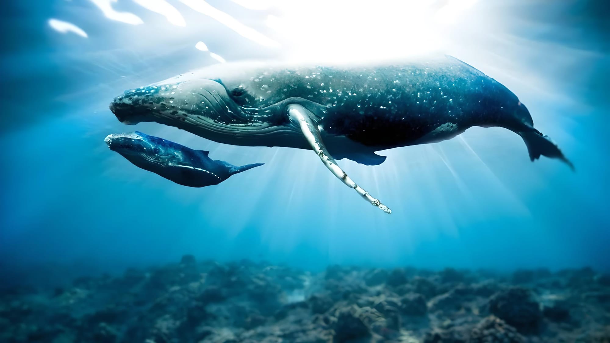 After Backlash, What Are the Arbitrum (ARB) Whales Doing?