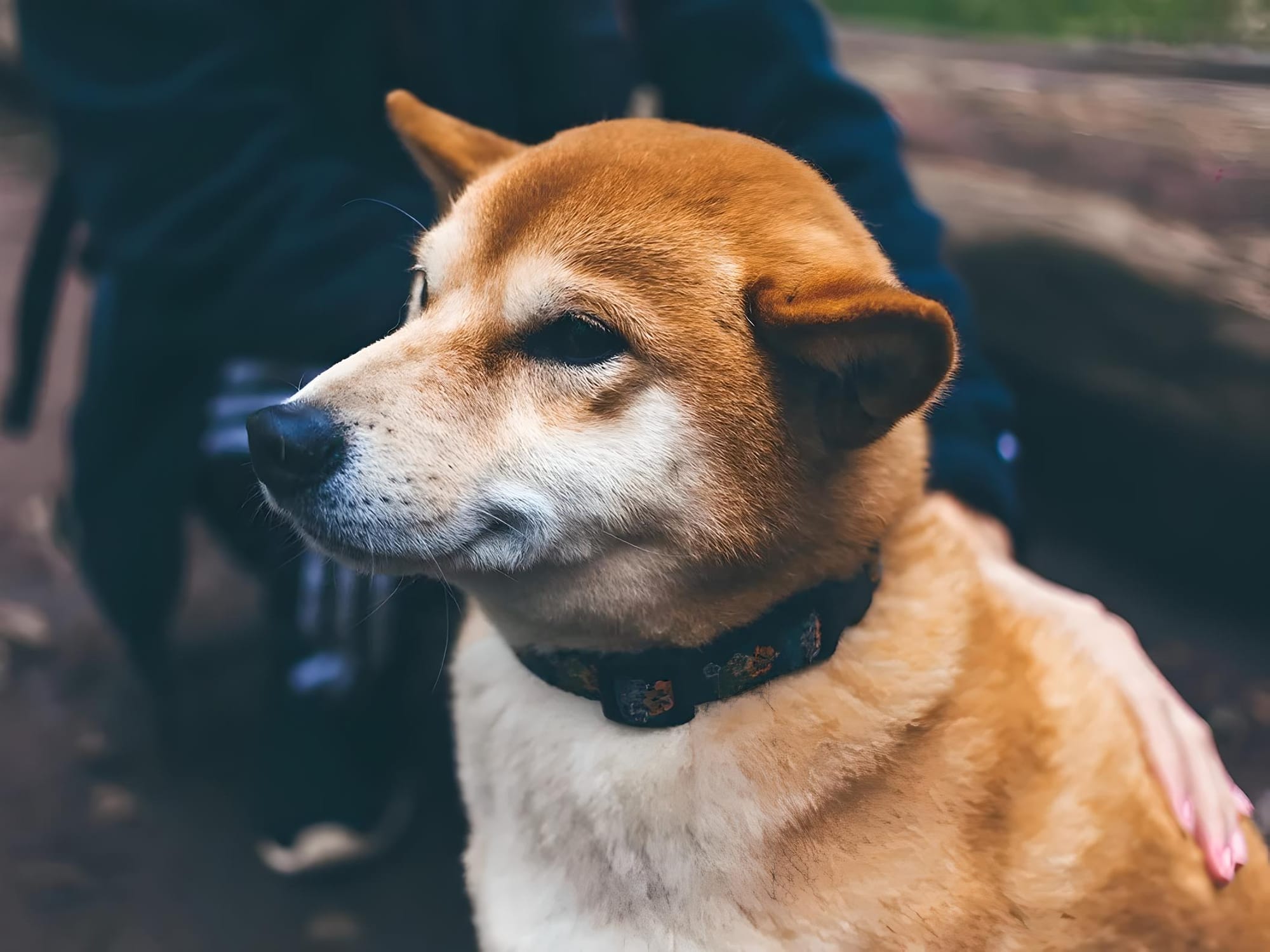Shiba Inu Set to Launch Beta Version of Layer-2 Shibarium