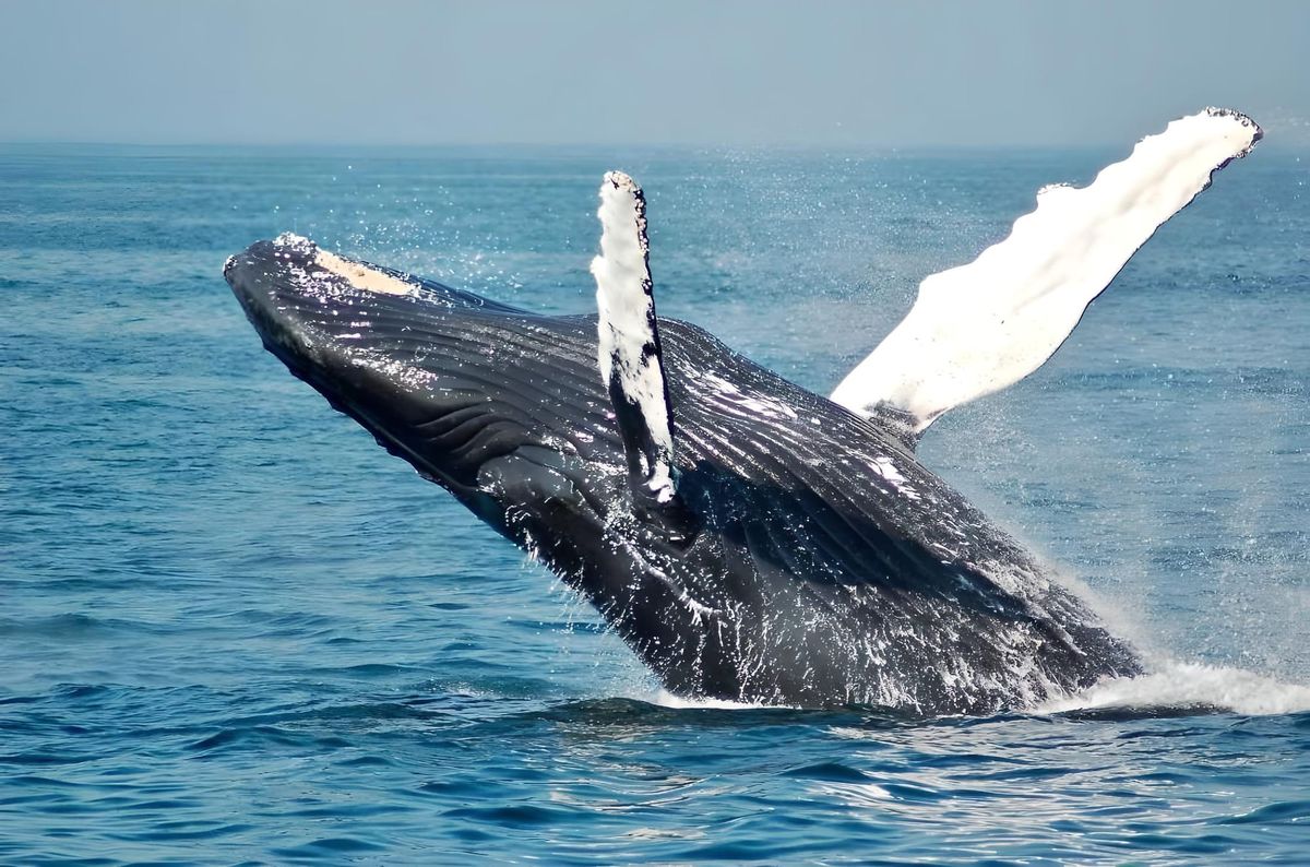 BNB Whale "Wakes Up" After 2 Years