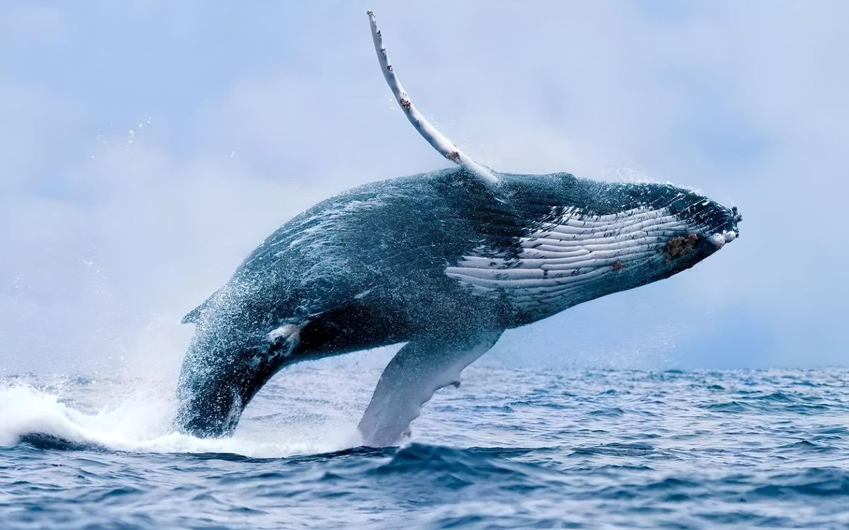 Whale Trading Drives Tellor (TRB) Price Surge by 360% in a Month