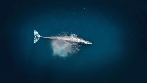Despite Market Turmoil, Whales Bought an Additional $5.4 Billion in Bitcoin in July