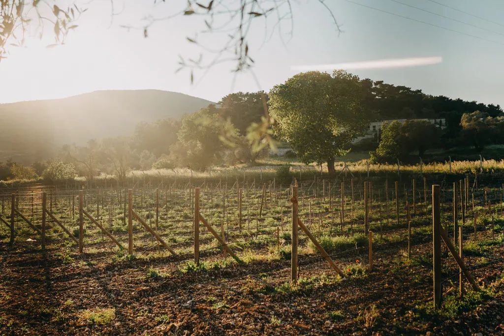 Urla Gastronomi Turu: Farm-to-Fork Lezzetler ve Eşsiz Şarap Rotası Rehberi