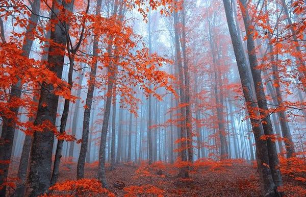 Domaniç Ormanları: Dünyaya Özgü Ağaç Türleri, Büyüleyici Sonbahar Renkleri ve Doğa Rehberi