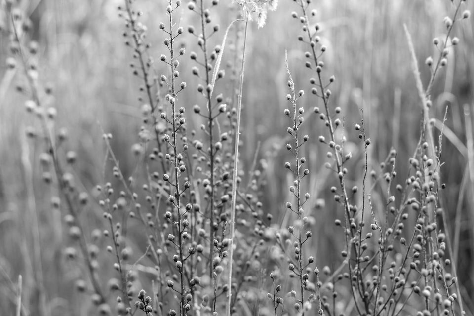 A photo of flax plants. They are brown with little white puffs.