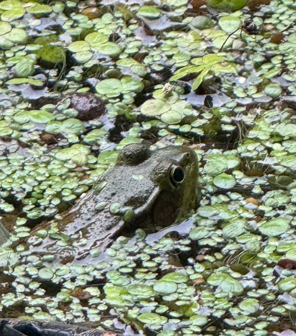 A frog sits halfway under water in a pond that is covered with green plant life.  