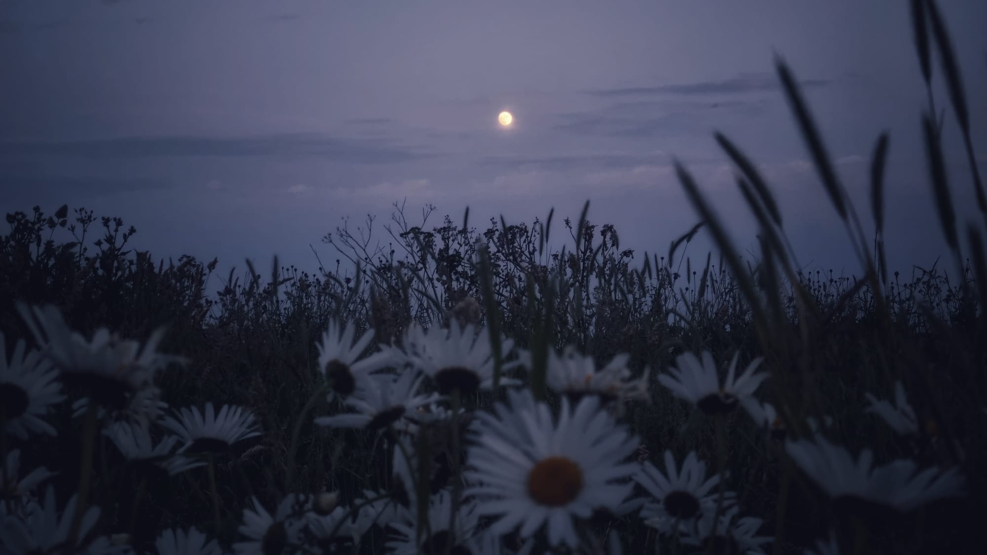 of Love and Loss, again again
