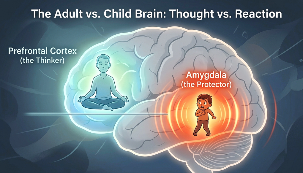 adult_vs_child_brain.png