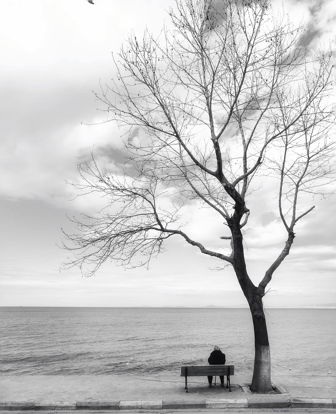 grey_dead_tree_against_plain_sky.png