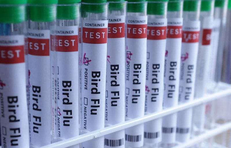 Finland Is The First Country To Offer Bird Flu Vaccination Amid Skepticism and Fear Tactics Allegations
