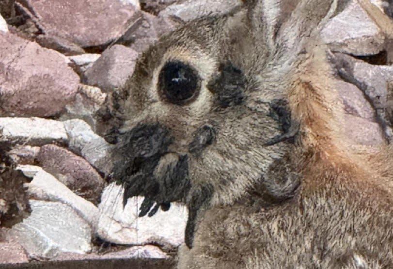 Tentacle Rabbits Invade Colorado Rockies, Baffling Wildlife Experts post image