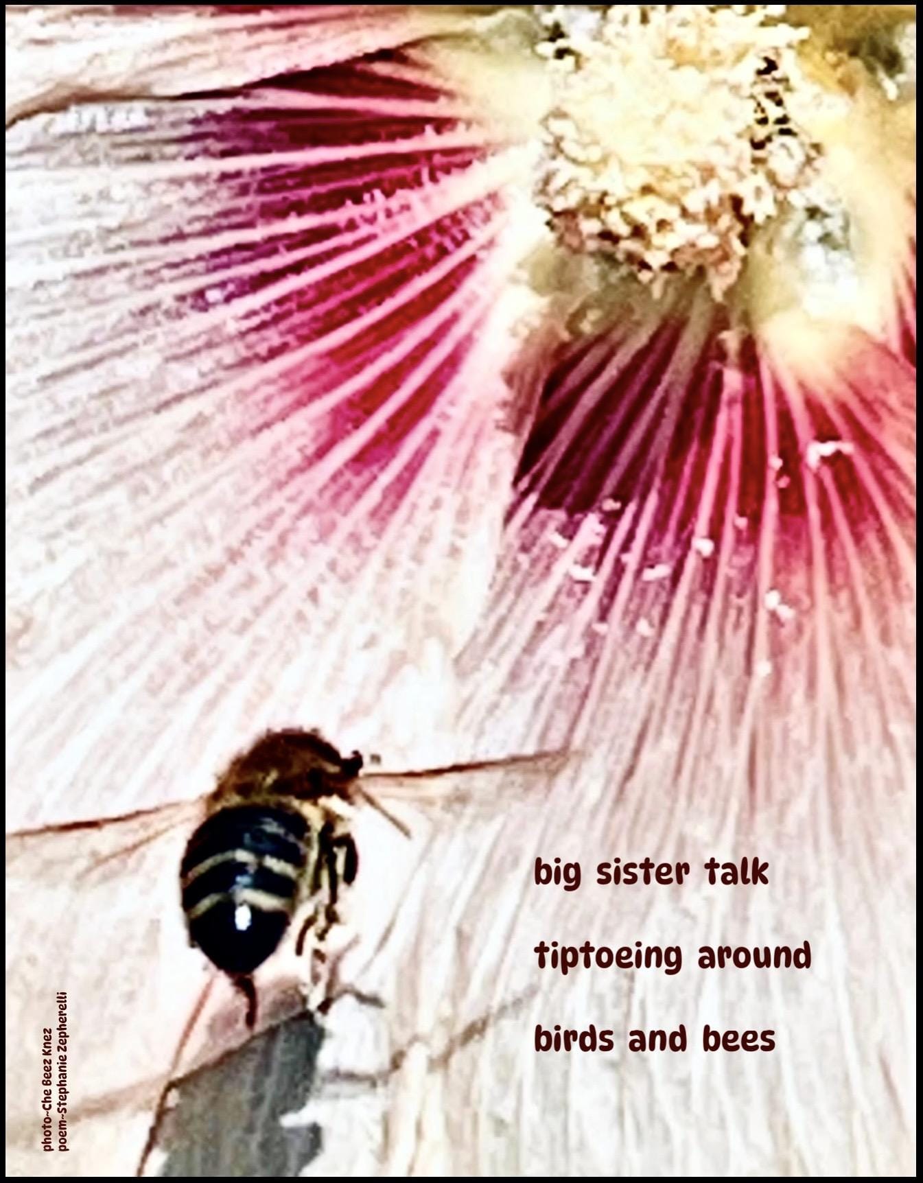 big sister talk tiptoeing around birds and bees Stephanie Zepherelli, poet Hawai’i, USA