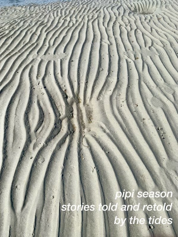 pipi season stories told and retold by the tides Louise Hopewell Australia