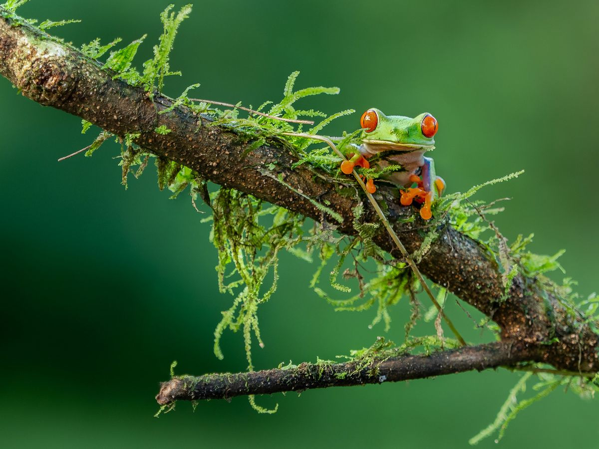 Critters Great and Small