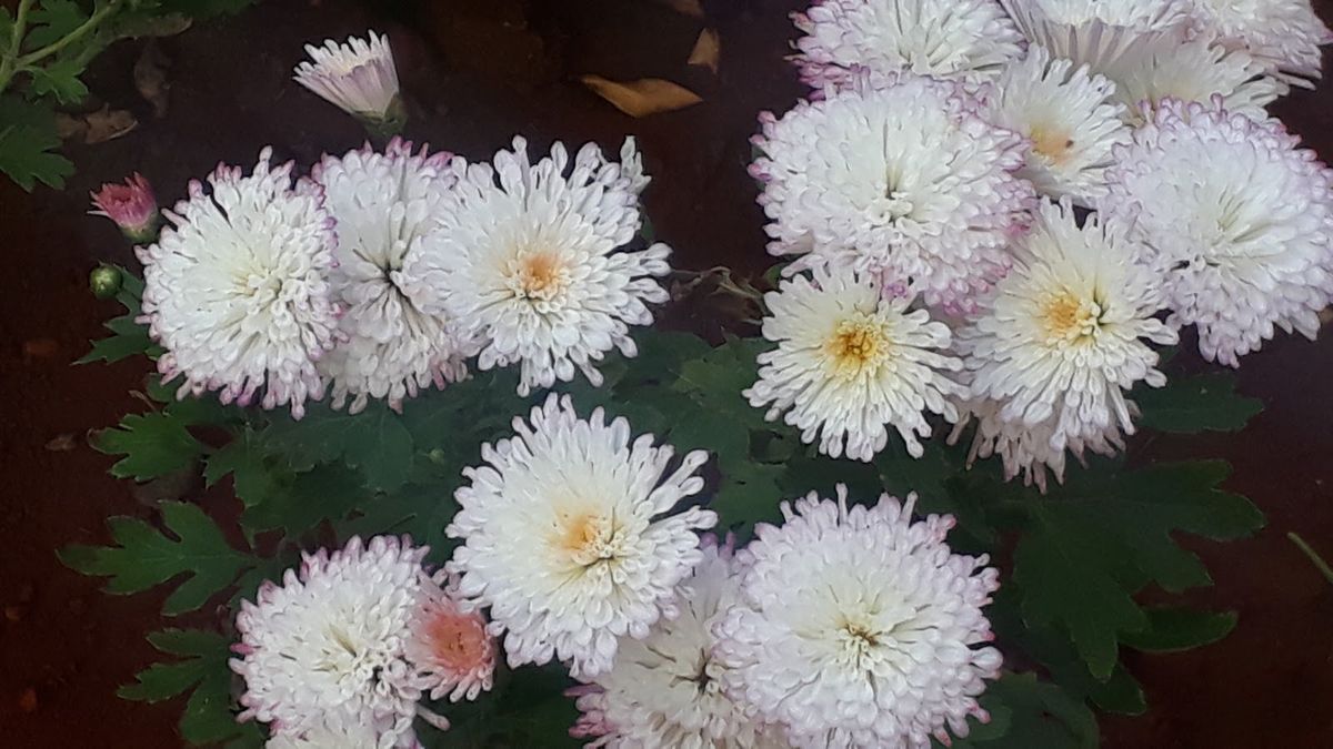 Ferns and Petals