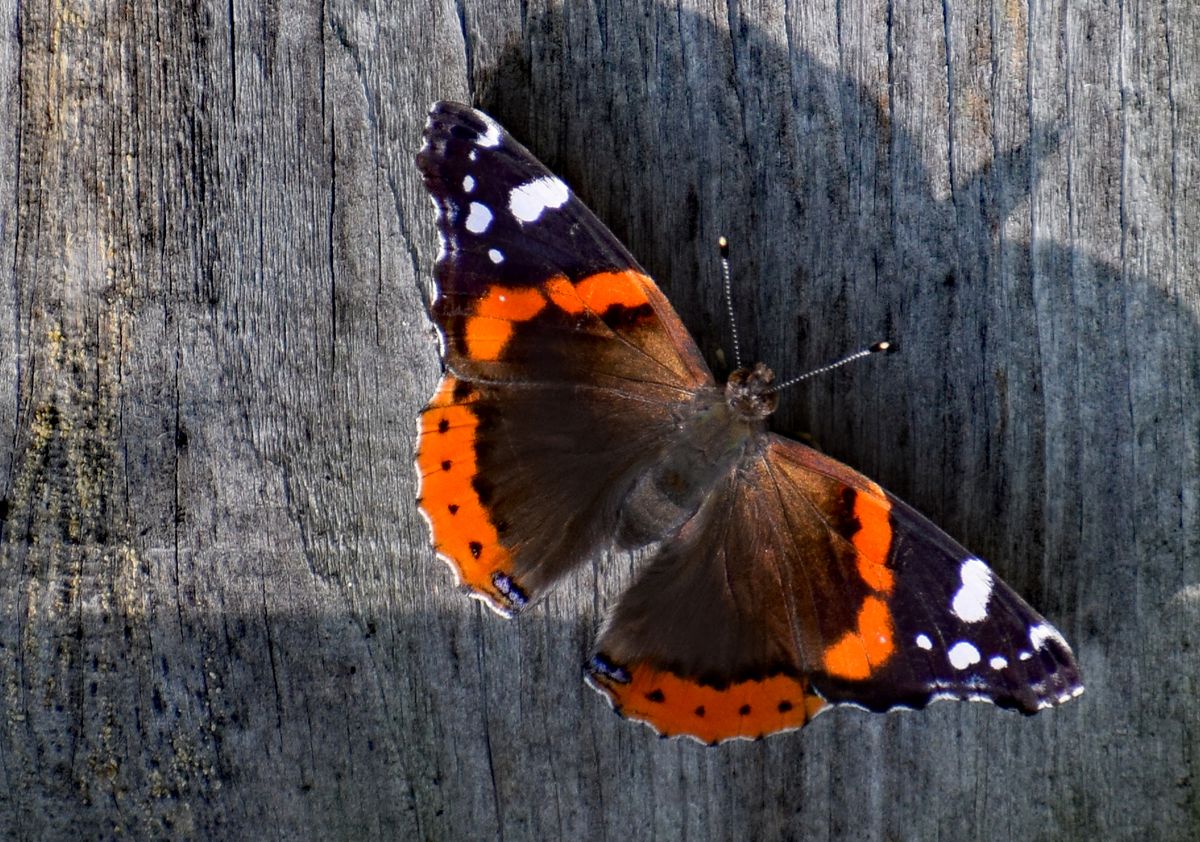 Butterflies