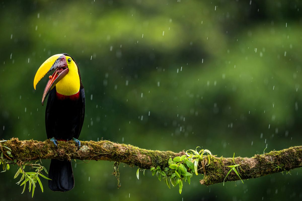 The Pleasures of Rain
