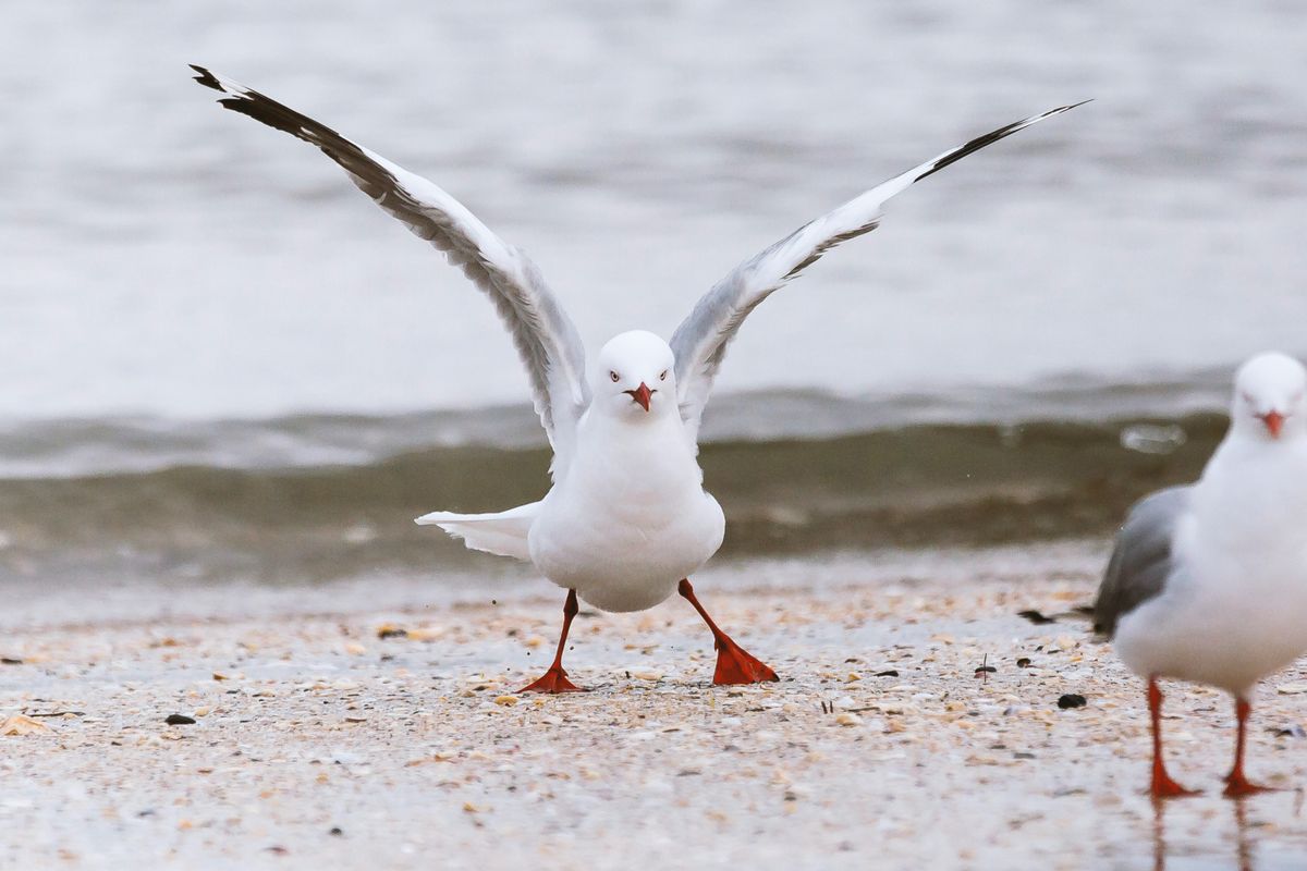 Avian Antics