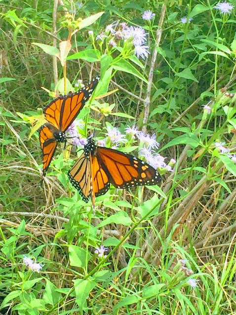 Butterflies