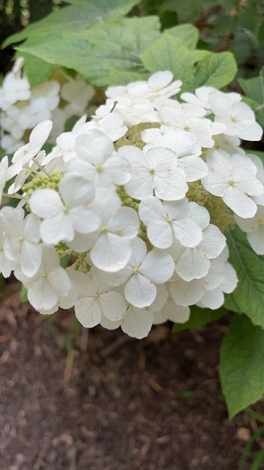 Perennials