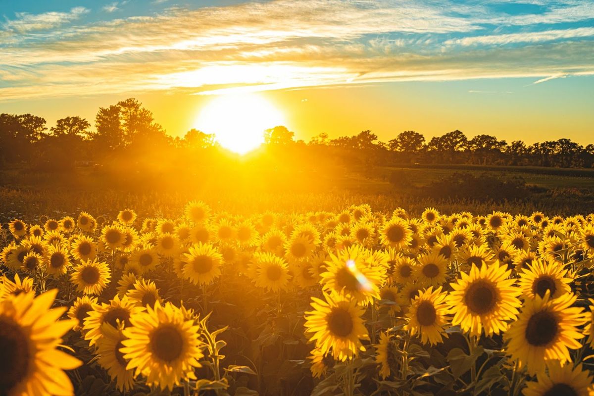 The Color of Sunshine