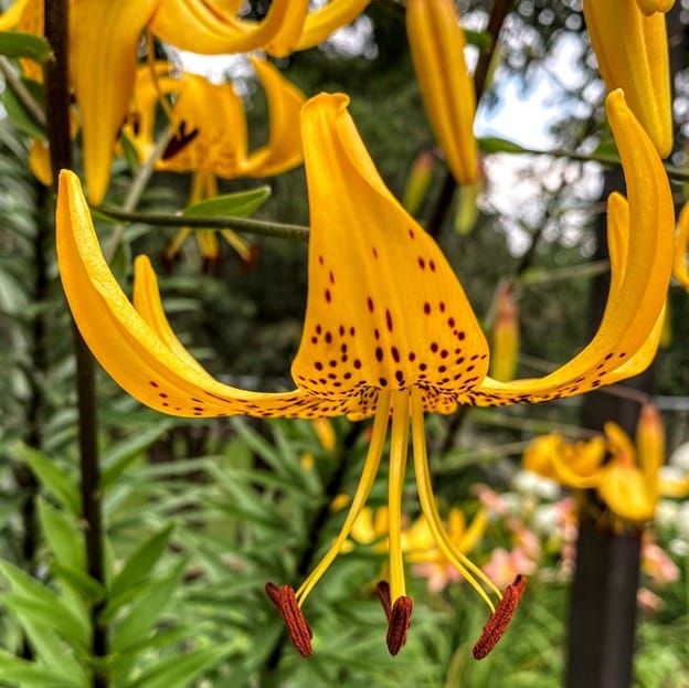 A yellow orchid in bloom