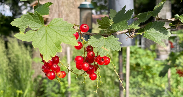 Red berries on a vine