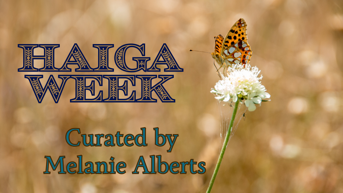 Haiga week header; the image features a white flower and butterfly. 