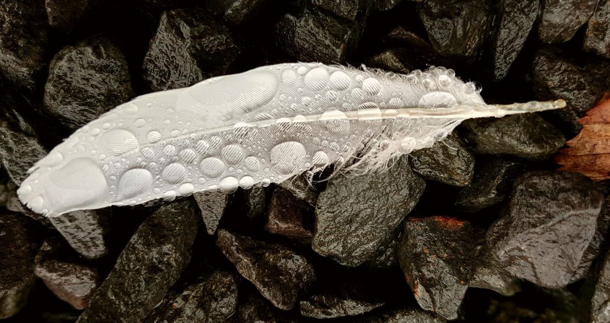 The Shape of Rain