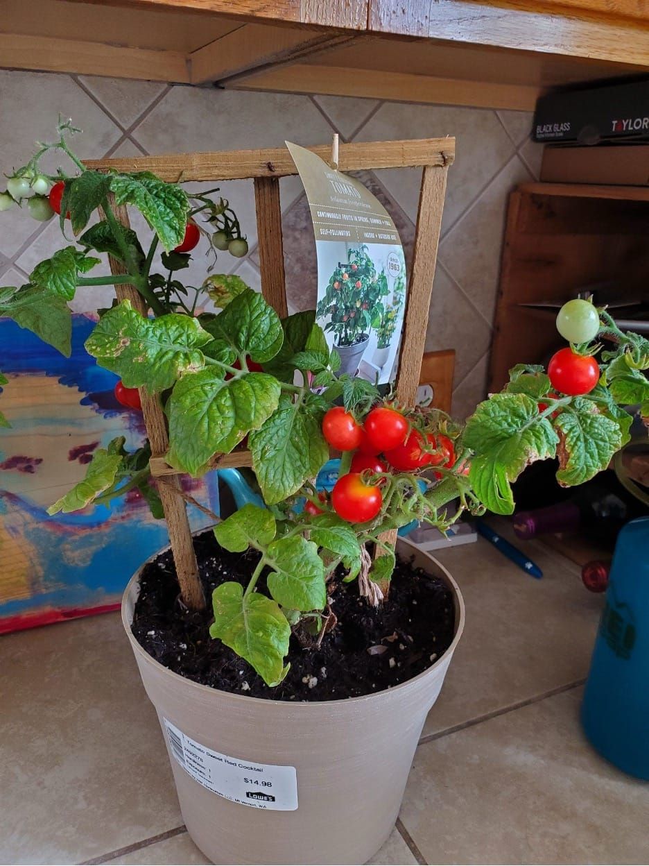A tomato plant in a plastic pot.