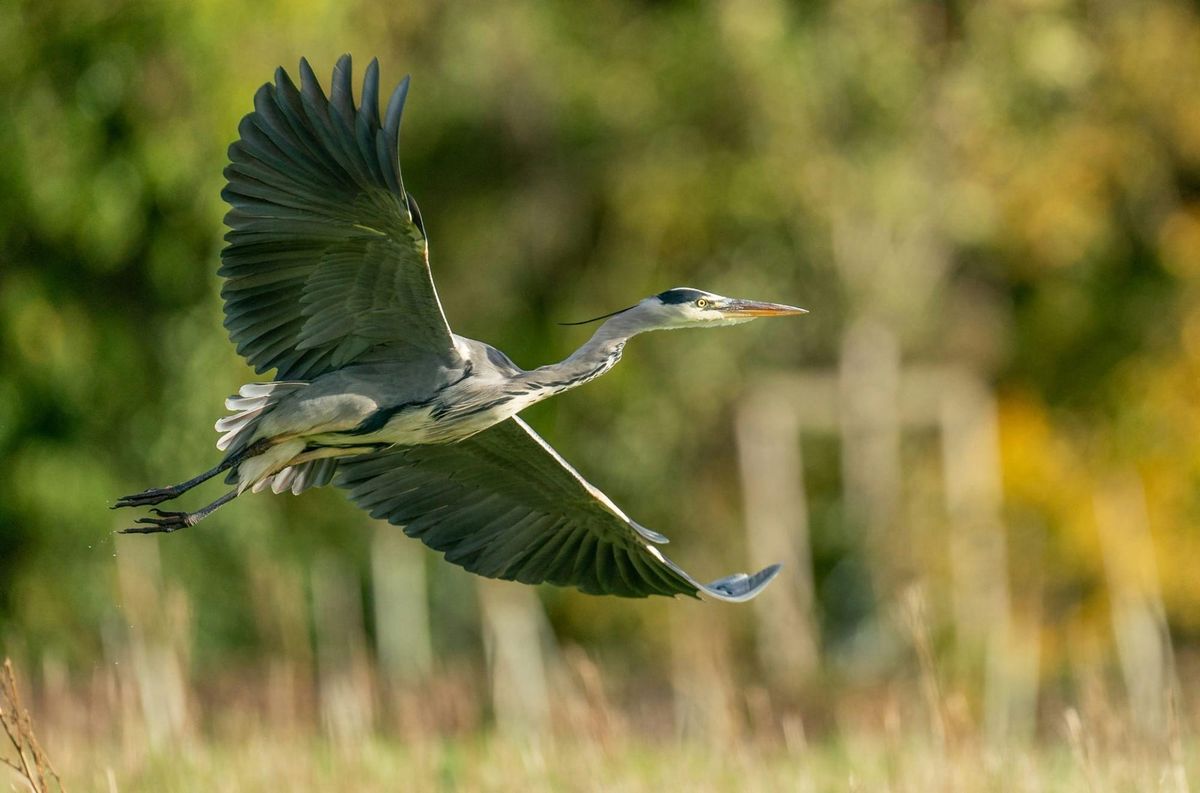 Spread Your Wings