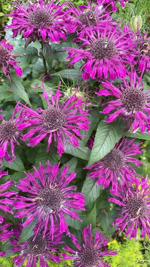 In Bloom