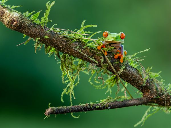 Critters Great and Small