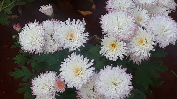Ferns and Petals