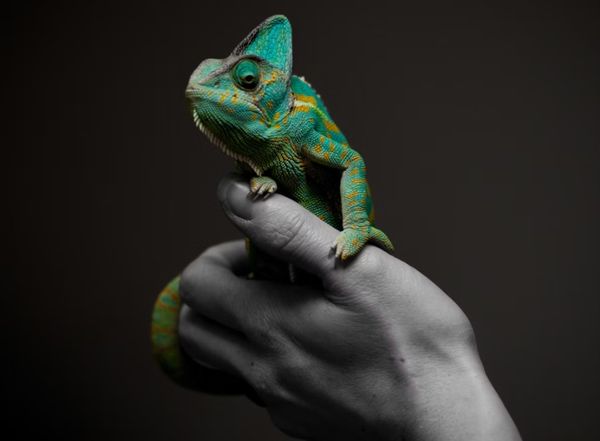 Creatures