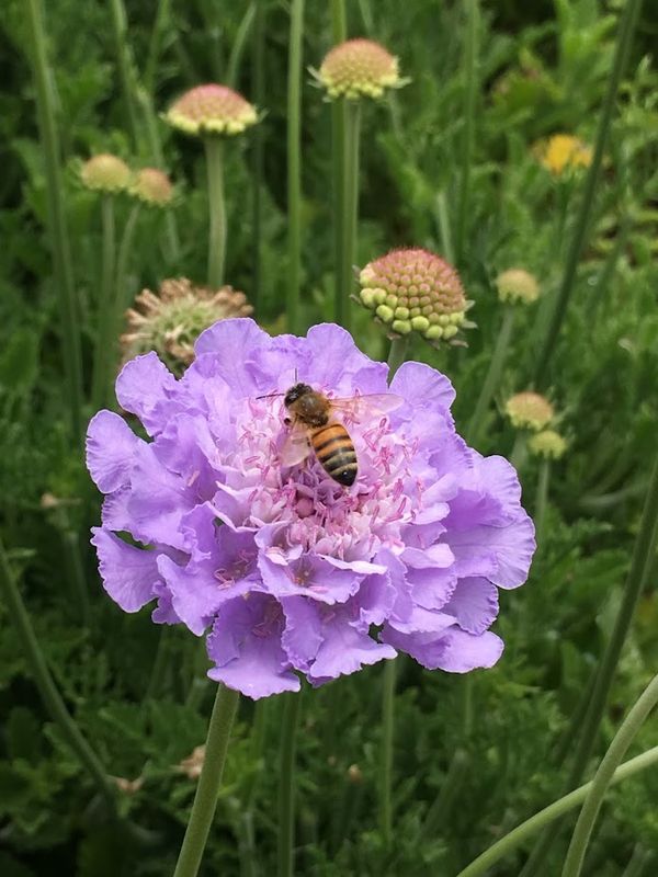 Insects