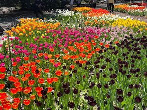 Bloom