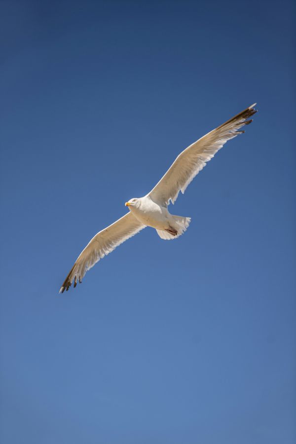 On the Wing