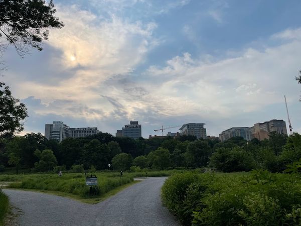 Summer Sky