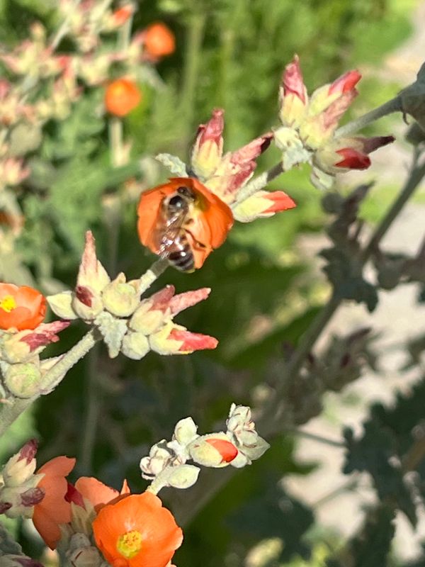 Insects