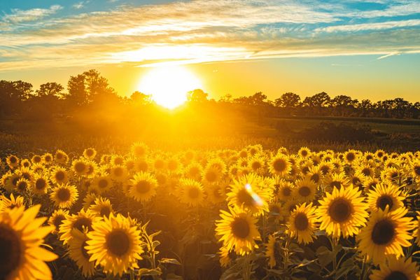 The Color of Sunshine